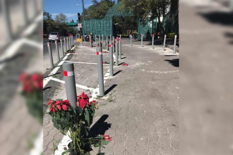 nochebuenas-pinos-vicente