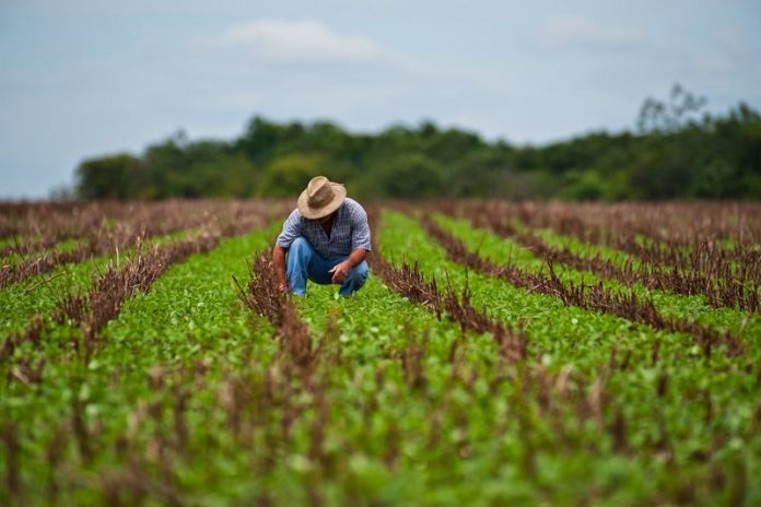 Labranza de conservación mejora rendimientos en Sinaloa